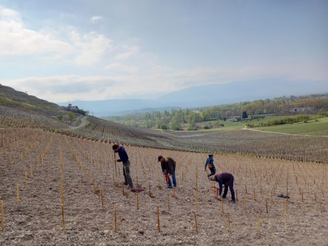 PETITE ARVINE PLANTATION QUENARD ANDRE MICHEL CHIGNIN