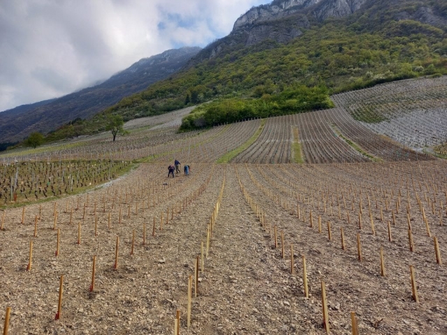 PETITE ARVINE PLANTATION QUENARD ANDRE MICHEL CHIGNIN SAVOIE
