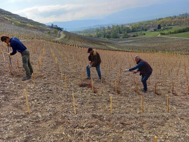 PETITE ARVINE PLANTATION QUENARD ANDRE MICHEL CHIGNIN TORMERY