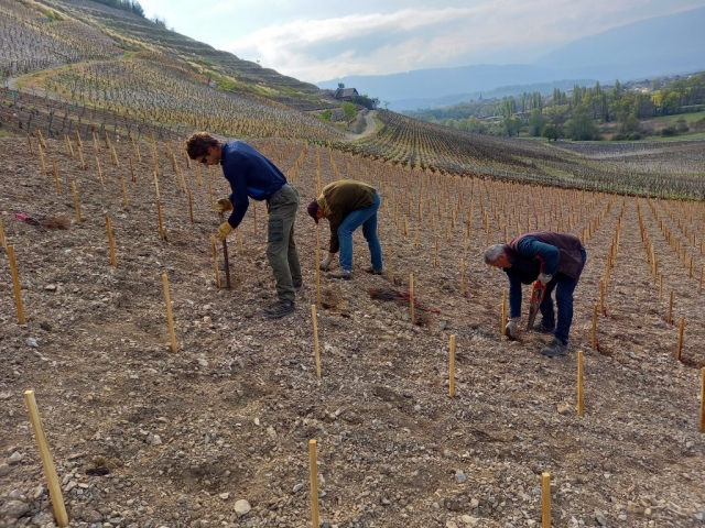 TORMERY PETITE ARVINE PLANTATION QUENARD ANDRE MICHEL CHIGNIN