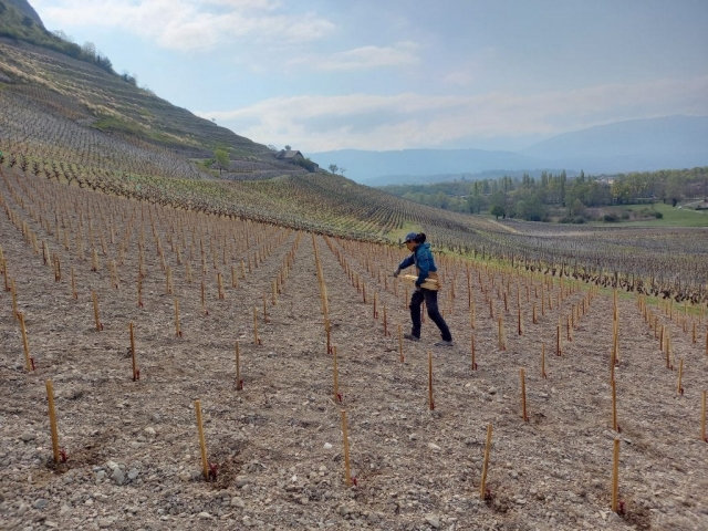 PETITE ARVINE PLANTATION QUENARD ANDRE MICHEL GUILLAUME CHIGNIN
