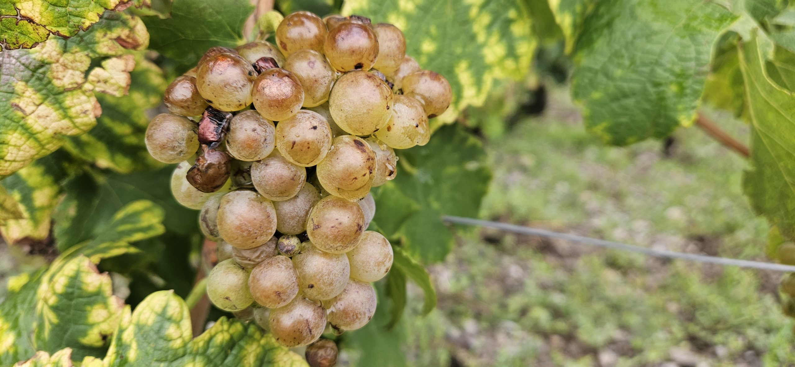 VENDANGES 2025