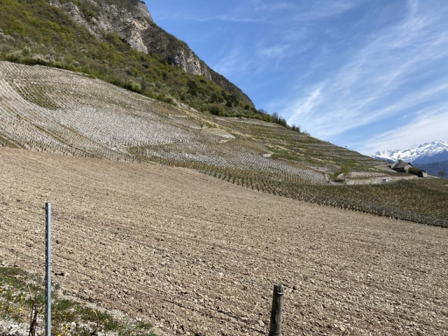 CHIGNIN PETITE ARVINE ANDRE MICHEL QUENARD